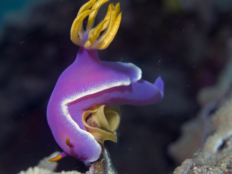 Nudibranch, Sibuan West